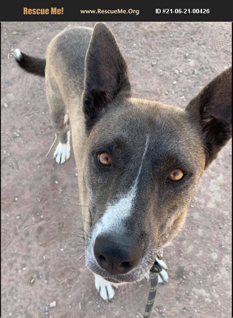 ADOPT 21062100426 German Shepherd Rescue Casa Grande AZ