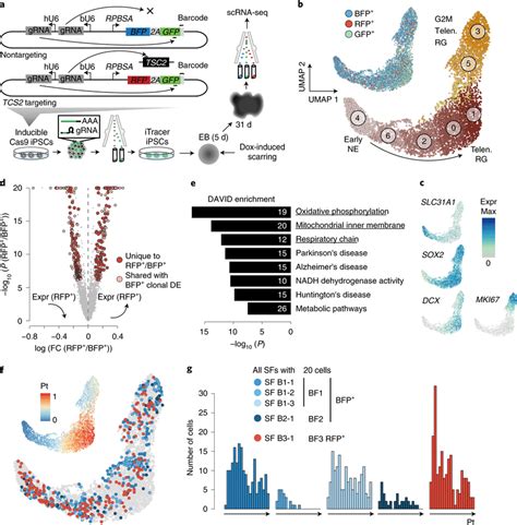 Itracer Perturb Allows For Simultaneous Genetic Perturbation And