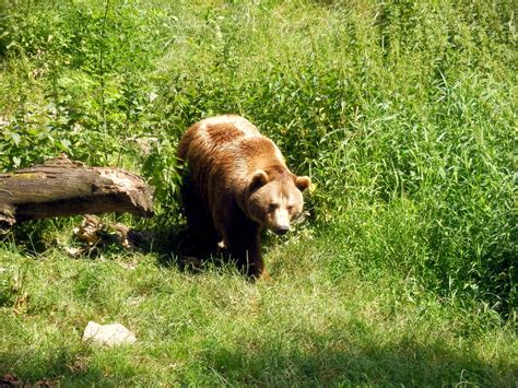 Brown Bear Olympus Digital Camera Mareike Fisch Flickr