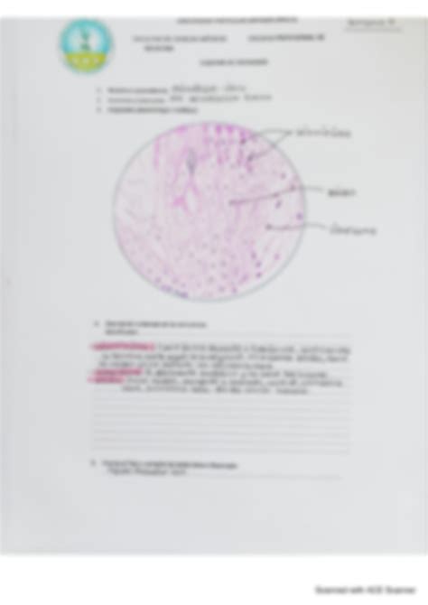 Solution Histo Tejido Muscular Cardiaco Y Liso Studypool