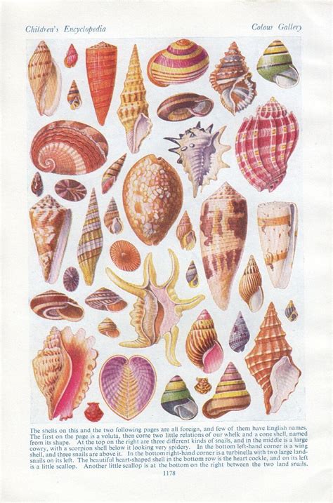 Vintage Sea Shells Print Vintage Prints Antique Prints Vintage