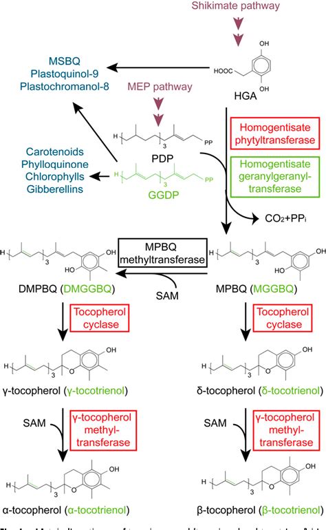 Vitamin E Biosynthetic Process Semantic Scholar