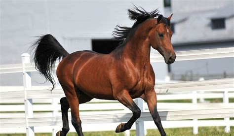 What Are the Best Horse Breeds for Beginners? | Horse Saddle Shop