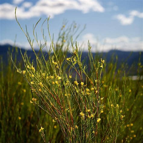 Rooibos Leaf Extract Aspalathus Linearis Inciguide