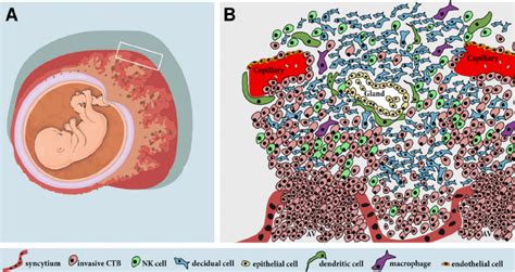 Schematic Presentation Of The Placenta And The Maternal Decidua A Download Scientific