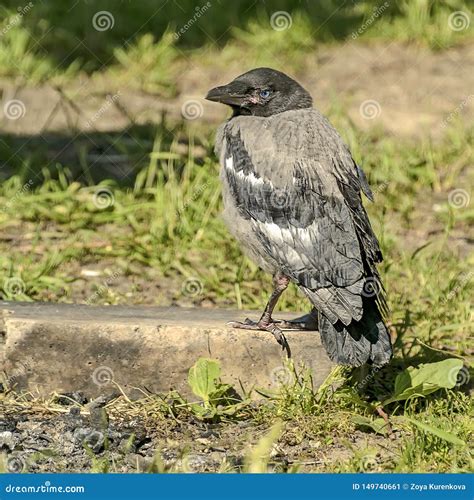 Grey Crow Chick Waiting For Parents To Bring Food Stock Image Image