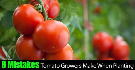 8 Tomato Plant Growing Mistakes Do You Make Any