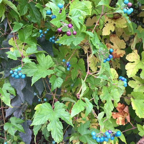 Two Invasive Vines with Colorful Berries - Weston Nurseries