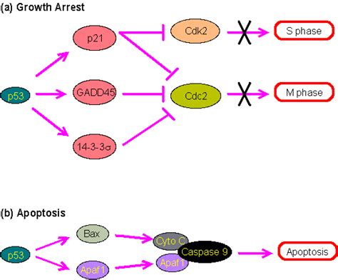 Primary information of p53 gene