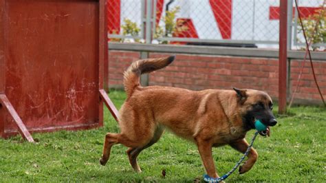 Denuncian Presunto Envenenamiento Masivo De Perros En Parques De Bogot