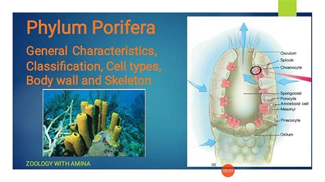 Phylum Porifera General Characteristics Classification Cell Types