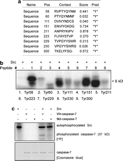 Src Phosphorylates Caspase At Multiple Tyrosine Sites A Potential