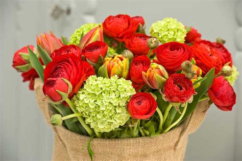 Ranunculus Asiaticus Elegance Red Persian Buttercup