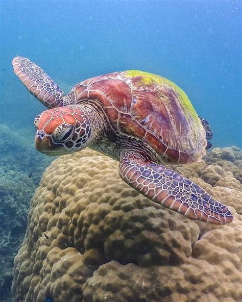 We Met This Handsome Green Sea Turtle While Snorkeling Off Fitzroy