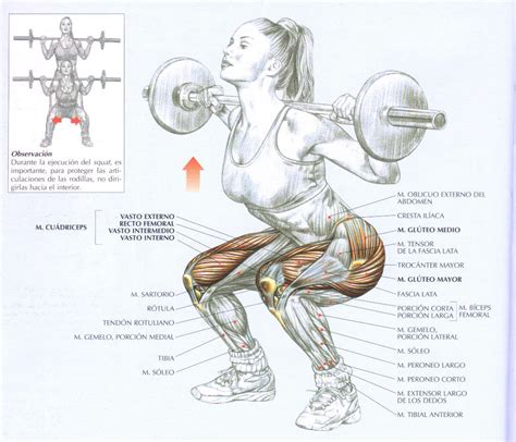 Sentadillas Para Trabajar Glúteos Y Piernas Aprende Fitness