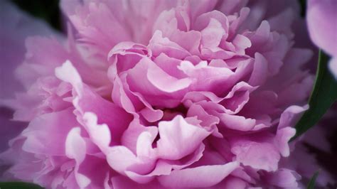 Pink Peony Wallpapers - Wallpaper Cave