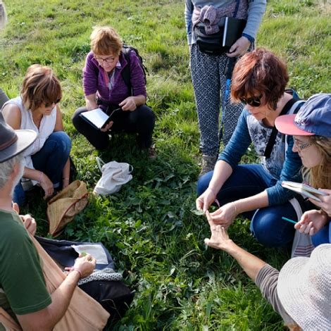 SLVie 13 Découverte des plantes sauvages comestibles et médicinales