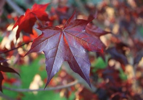 Crimson Sunset Maple - Halka Nurseries