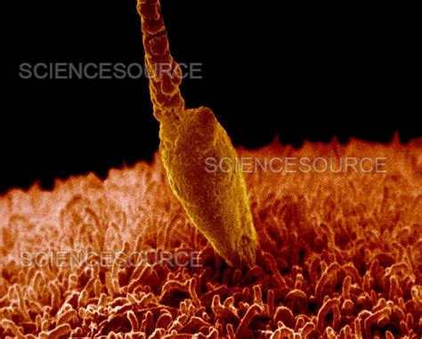 Photograph Sem Of A Human Sperm Fertilizing An Eg Science Source Images