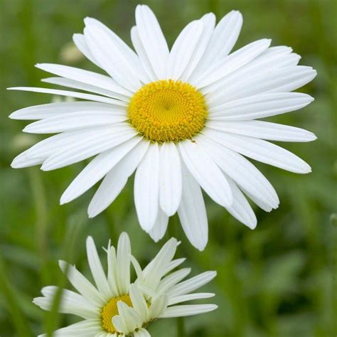 Becky Shasta Daisy Perennials Perennial Plants Shasta Daisies