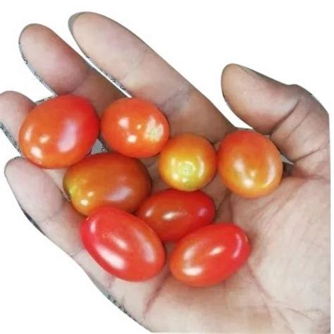 A Grade Red Cherry Tomato Packaging Size Kg At Kg In New