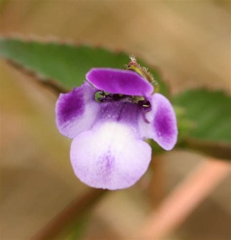 Torenia Cyanea INaturalist United Kingdom