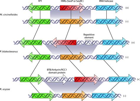 Sex Loci In The Genomes Of Three Zygomycetes The Sex Loci In The Three