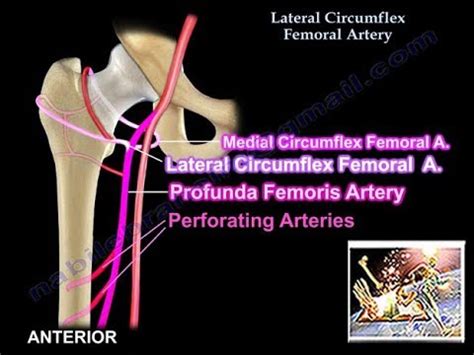 Medial Circumflex Femoral Artery Branches