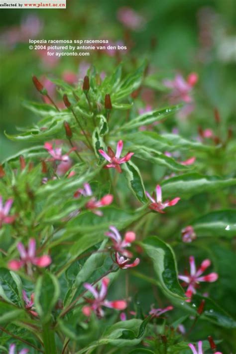 Lopezia Racemosa Ssp Racemosa Cav