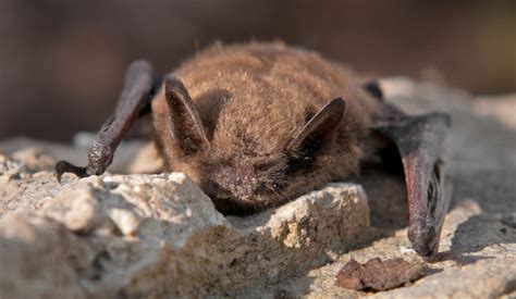 The 3 Species of Nuisance Bat in Indiana | Bat Removal Indiana