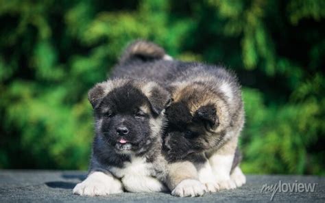 American Akita Cute Puppy Outside In The Beautiful Akita