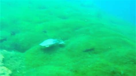 Underwater At Balmorhea Texas State Park The Worlds Largest Spring Fed