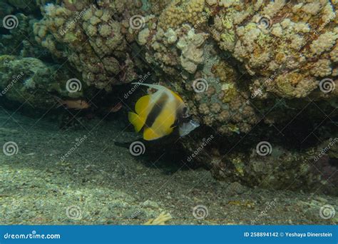 Amazing Fish Swimming In The Red Sea Colorful Fish Eilat Israel Stock