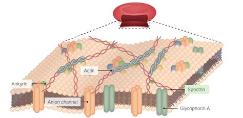 The Cell Cell Membrane Concise Medical Knowledge