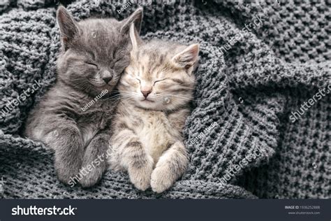 Grey kitten Images, Stock Photos & Vectors | Shutterstock