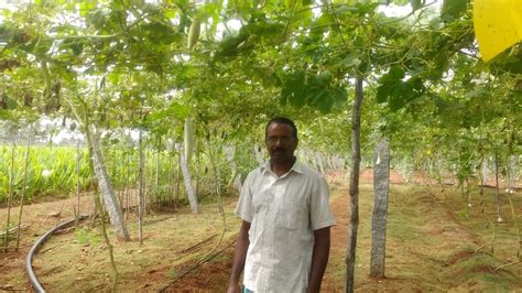 Zero Soil Zero Pesticides How A Farmer Grows Maize In His Cupboards