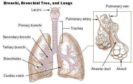 Lung Cancer - Physiopedia