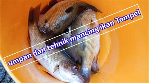 Pakai Umpan Dan Tehnik Ini Untuk Mancing Ikan Tompel Youtube