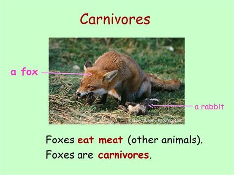 Carnivores Herbivores Omnivoreskah Ppt