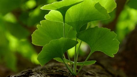 How To Plant Grow And Care For Gingko Trees