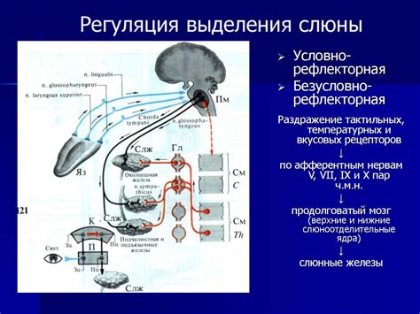 Пищеварение. Функции пищеварительного тракта - презентация онлайн