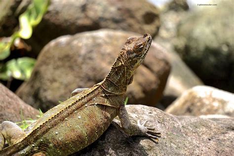 Sailfin Dragon Lizards From The Philippines Exploretraveler