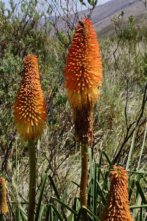 Kniphofia Bruceae Asphodelaceae South Africa Swartberg Flickr