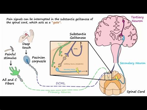 Gate Control Theory Of Pain Diagram