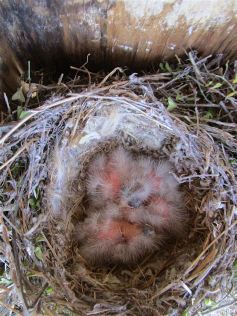 Society Finch Nest Boxes