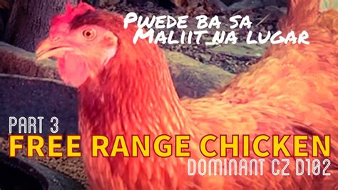 Free Range Chicken Dominant Cz D102 Part 3 Low Cost Chicken Feed