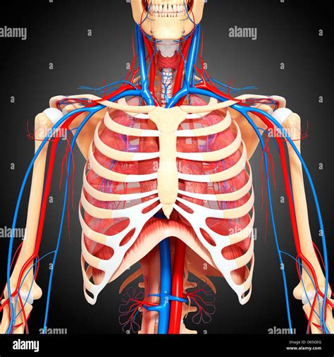 Upper Body Anatomy Artwork Stock Photo Alamy