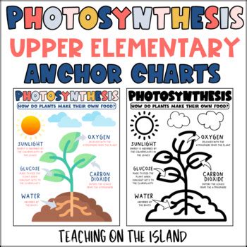 Photosynthesis Anchor Chart By Mrs Zs Busy Bees Tpt Images