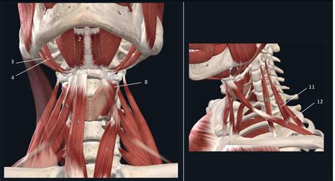 Neck Diagram | Quizlet