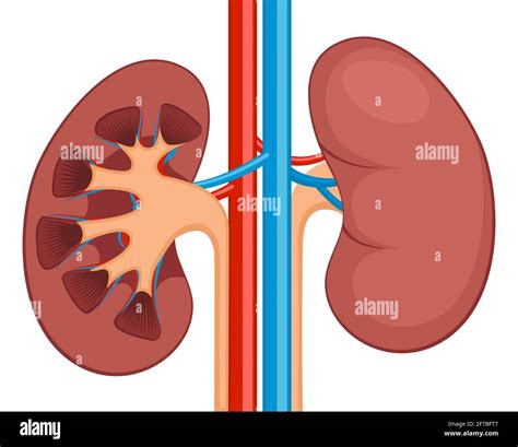 Ri N Renal Plano Realista Icono Icono Del Rgano Vector De Anatom A